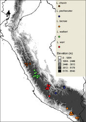 Figure 11. Geographic distribution of Liolaemus chavin, Liolaemus pachacutec, Liolaemus tacnae, Liolaemus walkeri, and Liolaemus wari.