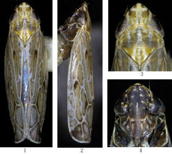 Figures 1–4. Multiproductus complantus sp. n. 1 ♂, dorsal view 2 ♂, lateral view 3 Head and thorax,dorsal view 4 ♂,face.