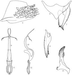 Figures 5–13. Multiproductus complantus sp. n. 5 Male pygofer side, lateral view 6 Valve, ventral view 7 Subgenital plate, ventral view 8 Subgenital plate, lateral view 9 Aedeagus, ventral view 10 Aedeagus, lateral view 11 Connective, ventral view 12 Connective, lateral view 13 Style, dorsal view.