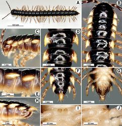 Figure 1. Orthomorpha paviei Brölemann, 1896, ♂ from Laos. A habitus, live coloration; B, C anterior part of body, dorsal and lateral views, respectivelyD, E segments 10 and 11, dorsal and lateral views, respectively F–H posterior part of body, dorsal, ventral and lateral views, respectivelyI, J sternal cones between coxae 4, subcaudal and sublateral views, respectively.
