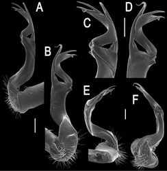 Figure 2. Orthomorpha paviei Brölemann, 1896, ♂ from Laos, left gonopod. A, B lateral and mesal views, respectively C, D telopodite, lateral and mesal views, respectively E, F distal part, subcaudal and suboral views, respectively. Scale bar: 0.2 mm.
