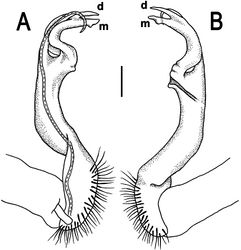 Figure 3. Orthomorpha paviei Brölemann, 1896, ♂. A, B left gonopod, mesal and lateral views, respectively. Scale bar: 0.5 mm.
