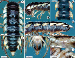 Figure 4. Orthomorpha cambodjana (Attems, 1953), ♂. A, B anterior part of body, dorsal and lateral views, respectively; C segments 10–11, dorsal view D segments 9–11, lateral view E–G posterior part of body, lateral, dorsal and ventral views, respectively; H, I sternal cones between coxae 4, subcaudal and sublateral views, respectively.