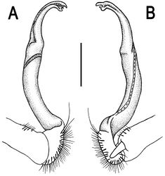 Figure 6. Orthomorpha cambodjana (Attems, 1953), ♂. A, B right gonopod, lateral and mesal views, respectively. Scale bar: 0.5 mm.
