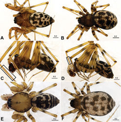 Figure 1. Acanoides beijingensis sp. n. (A–C) and Acanoides hengshanensis (D–F). A male, dorsal B female, dorsal C male, lateral, rectangle indicates ventrolateral rows of bristles on Mt I D male, lateral, rectangle indicates ventrolateral rows of bristles on Mt I E male, dorsal F female, dorsal. [Scale bars: mm].