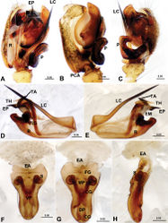 Figure 2. Acanoides beijingensis sp. n. A male palp, prolateral B male palp, prolateral, with embolic division removed C male palp, retrolateral D embolic division, ventral E embolic division, dorsal F epigynum, ventral G epigynum, dorsal H epigynum, lateral. CG copulatory groove; CO copulatory opening; DP dorsal plate; EA extensible area of epigynal basal part; EM embolic membrane; EP embolus proper; FG fertilization groove; FiG Fickert’s gland; LC lamella characteristica; MP median plate; P paracymbium; PCA proximal cymbial apophysis; R radix; S spermathecae; TA terminal apophysis; TH thumb of embolus; VP ventral plate. [Scale bars: mm].