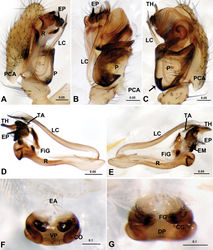 Figure 3. Acanoides hengshanensis. A male palp, prolateral B male palp, ventral C male palp, retrolateral, arrow indicates pointed tooth on posterolateral margin D embolic division, ventral E embolic division, dorsal F epigynum, ventral G epigynum, dorsal. CG copulatory groove; CO copulatory opening; DP dorsal plate; EA extensible area of epigynal basal part; EM embolic membrane; EP embolus proper; FG fertilization groove; FiG Fickert’s gland; LC lamella characteristica; P paracymbium; PCA proximal cymbial apophysis; R radix; S spermatheca; TA terminal apophysis; TH thumb of embolus; VP ventral plate. [Scale bars: mm].