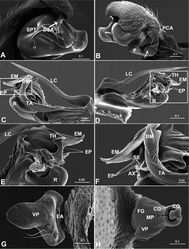 Figure 4. Acanoides beijingensis sp. n. A palp (embolic division removed), prolateral B palp, retrolateral, arrow indicates half rounded lateral tooth on paracymbium C embolic division, ventral D embolic division, dorsal E detail of D F detail of C G epigynum, ventral H epigynum, dorsal. AX apex of embolus; CG copulatory groove; CO copulatory opening; DM distal membrane of terminal apophysis; DSA distal suprategular apophysis; EA extensible area of epigynal basal part; EM embolic membrane; EP embolus proper; FG fertilization groove; LC lamella characteristica; MP median plate; P paracymbium; PCA proximal cymbial apophysis; R radix; S spermatheca; SE serrated area on embolus; SPT suprategulum; TA terminal apophysis; TH thumb of embolus; VP ventral plate. [Scale bars: mm].