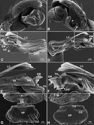 Figure 5. Acanoides hengshanensis. A palp (embolic division removed), prolateral B palp, retrolateral, arrow indicates pointed tooth on posterolateral margin C embolic division, ventral D embolic division, dorsal E detail of D F detail of C G epigynum, ventral H epigynum, dorsal. AX apex of embolus; CG copulatory groove; CO copulatory opening; DM distal membrane of terminal apophysis; EA extensible area of epigynal basal part; EM embolic membrane; EP embolus proper; FG fertilization groove; LC lamella characteristica; P paracymbium; PCA proximal cymbial apophysis; R radix; S spermatheca; SPT suprategulum; TA terminal apophysis; TH thumb of embolus; VP ventral plate. [Scale bars: mm].