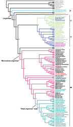 Figure S1. Linyphiid phylogeny resulting from Maximum Likelihood analysis based on molecular data. Numbers at the nodes are bootstrap value. Branches in color indicate the four robustly supported clades within linyphiids: S Stemonyphantes clade (blue) L1 “linyphiines”-1 clade (pale green) L2 “linyphiines-2” clade (dark blue) ME “micronetines-erigonines” clade (red, with “Distal erigonines” clade in green). Taxa in different colors sampled from different groups: grey, outgroup; blue, Stemonyphantinae; pale green, Linyphiinae; dark blue, Mynogleninae; pink, Dubiaraneinae; black, Micronetinae; red, Ipainae, Acanthoneta and Acanoides gen. n.; green, Erigoninae. Red stars indicate the two out-group taxa: cyatholipid Alaranea and theridiosomatid Theridiosoma embedded within Linyphiidae.