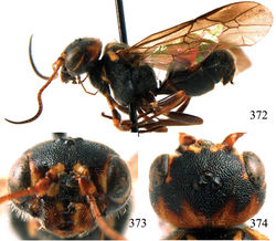 Figures 372–374. Taeniogonalos formosana (Bischoff, 1913), holotype, female. 372 Habitus lateral 373 head anterior 374 head dorsal.