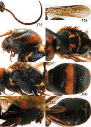 Figures 375–382. Taeniogonalos formosana (Bischoff, 1913), holotype, female. 375 Antenna 376 fore and hind wings 377 head lateral 378 mesosoma dorsal 379 mesosoma lateral 380 metasoma dorsal 381 metasoma lateral 382 metasoma ventral.