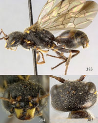 Figures 383–385. Taeniogonalos intermedia (Chen, 1949), lectotype, female. 383 Habitus lateral 384 head anterior 385 head dorsal.