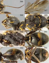 Figures 386–393. Taeniogonalos intermedia (Chen, 1949), lectotype, female. 386 Antenna 387 fore and hind wings 388 head lateral 389 mesosoma dorsal 390 mesosoma lateral 391 metasoma dorsal 392 metasoma lateral 393 metasoma ventral.