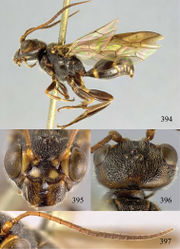 Figures 394–397. Taeniogonalos unifasciata (Chen, 1949), lectotype, male. 394 Habitus lateral 395 head anterior 396 head dorsal 397 antenna.