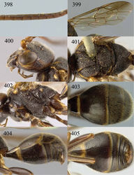 Figures 398–405. Taeniogonalos unifasciata (Chen, 1949), lectotype, male. 398 Tyloids on 11th–16th segments of antenna 399 fore and hind wings 400 head lateral 401 mesosoma dorsal 402 mesosoma lateral 403 metasoma dorsal 404 metasoma lateral 405 metasoma ventral.