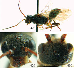 Figures 428–430. Taeniogonalos maga (Teranishi, 1929), holotype, male. 428 Habitus lateral 429 head anterior 430 head dorsal.
