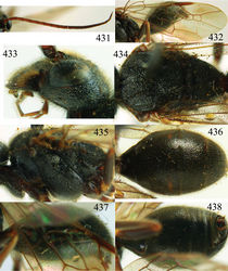 Figures 431–438. Taeniogonalos maga (Teranishi, 1929), holotype, male. 431 Antenna 432 fore wing 433 head lateral 434 mesosoma dorsal 435 mesosoma lateral 436 metasoma dorsal 437 metasoma lateral 438 metasoma ventral.