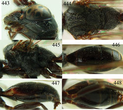 Figures 443–448. Taeniogonalos alishana (Tsuneki, 1991), holotype, male. 443 Head lateral 444 mesosoma dorsal 445 mesosoma lateral 446 metasoma dorsal 447 metasoma lateral 448 metasoma ventral.
