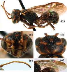 Figures 463–467. Taeniogonalos sauteri Bischoff, 1913, holotype, female. 463 Habitus lateral 464 head anterior 465 head dorsal 466 antenna 467 fore and hind wings.
