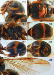 Figures 478–484. Taeniogonalos pictipennis Strand, 1914, holotype, female. 478 Head lateral 479 mesosoma dorsal 480 mesosoma lateral 481 metasoma dorsal 482 metasoma lateral 483 metasoma ventral 484 fore and hind wings.