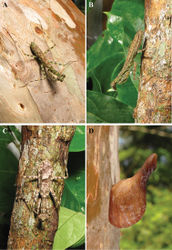 Figure 1. Liturgusa habitus of live specimens: A Liturgusa cursor Rehn, 1935, female from Nicaragua B Liturgusa kirtlandi sp. n., female from Bolivia C Liturgusa nubeculosa Gerstaecker, 1889, female from Bolivia D ootheca of unknown species of Liturgusa.