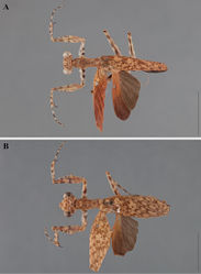 Figure 6. Liturgusa guyanensis La Greca, 1939, dorsal habitus: A neotype male from Iwokrama, Guyana (CAS 021) B female from Manaus, Brazil (AMNH 027).