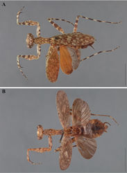 Figure 7. Liturgusa, dorsal habitus: A Liturgusa neblina sp. n., holotype female from Cerro de la Neblina, Venezuela (USNM 006) B Liturgusa maroni sp. n., holotype female from St. Laurent du Maroni, French Guiana (MNHN 019).