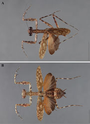 Figure 10. Liturgusa fossetti sp. n., dorsal habitus: A holotype male from Panama (CLEV GSMC003836) B allotype female from Nicaragua (CLEV GSMC003425).