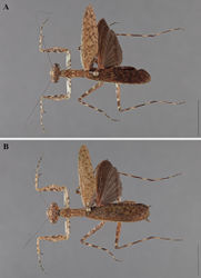 Figure 11. Liturgusa kirtlandi sp. n., dorsal habitus: A holotype male from Santa Cruz, Bolivia (CLEV GSMC000281) B allotype female from Santa Cruz, Bolivia (CLEV GSMC000274).