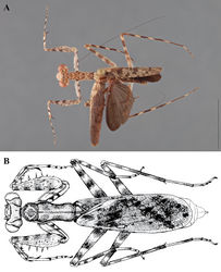 Figure 12. Liturgusa, dorsal habitus: A Liturgusa manausensis sp. n., holotype male from north of Manaus, Brazil (USNM 001) B Liturgusa maya Saussure & Zehntner, 1894, illustration of female from Peru by Julio Rivera.