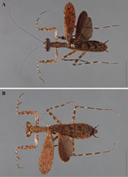 Figure 13. Liturgusa maya Saussure & Zehntner, 1894, dorsal habitus: A male from Nicaragua (CLEV GSMC003431) B female from Costa Rica (ZMUH 018).