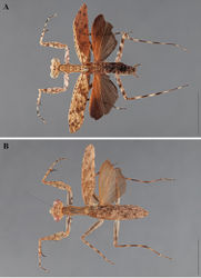 Figure 16. Liturgusa tessae sp. n., dorsal habitus: A holotype male from San Miguel, Bolivia (CLEV GSMC000263) B allotype female from Tambopata, Peru (CLEV GSMC000265).