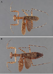 Figure 17. Liturgusa trinidadensis sp. n., dorsal habitus: A holotype male from Trinidad (ANSP 035) B allotype female from Caparo, Trinidad (ANSP 099).