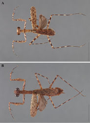 Figure 19. Liturgusa cursor Rehn, 1950, dorsal habitus: A paratype male from Barro Colorado Island, Panama (ANSP 061) B paratype female from Barro Colorado Island, Panama (ANSP 070).