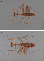 Figure 20. Liturgusa dominica sp. n., dorsal habitus: A holotype male from Dominica (USNM 036) B allotype female from Dominica (USNM 034).