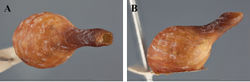 Figure 21. Liturgusa dominica sp. n., ootheca: A dorsal B lateral.