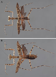 Figure 22. Liturgusa milleri sp. n., dorsal habitus: A holotype male from Kaw Mountain, French Guiana (CLEV GSMC000264) B allotype female from Kaw Mountain, French Guiana (CLEV GSMC000260).