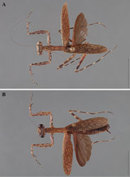 Figure 23. Liturgusa actuosa Rehn, 1950, dorsal habitus: A male from Barro Colorado Island, Panama (USNM 012) B female from Barro Colorado Island, Panama (CAS 011).