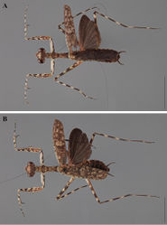 Figure 24. Liturgusa algorei sp. n., dorsal habitus: A holotype male from Loreto, Peru (CLEV GSMC004007) B allotype female from Loreto, Peru (CLEV GSMC004011).