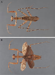 Figure 25. Liturgusa cameroni sp. n., dorsal habitus: A holotype male from Guyana (ANSP 047) B allotype female from Maracay, Venezuela (CAS 003).