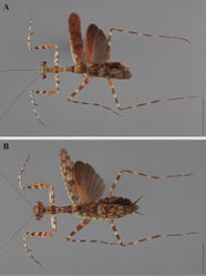 Figure 26. Liturgusa krattorum sp. n., dorsal habitus: A holotype male from Loreto, Peru (CLEV GSMC004004) B allotype female from Loreto, Peru (CLEV GSMC004032).