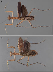 Figure 27. Liturgusa nubeculosa Gerstaecker, 1889, dorsal habitus: A male from Loreto, Peru (CLEV GSMC004012) B female from Santa Cruz, Bolivia (CLEV GSMC000263).