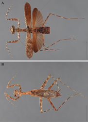 Figure 29. Liturgusa purus sp. n., dorsal habitus: A holotype male from Rio Purus, Brazil (ANSP 101) B allotype female from Rio Purus (ANSP 103).