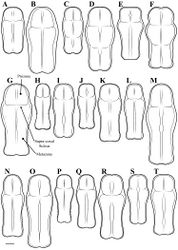 Figure 47. Liturgusa, dorsal perspective of the pronotum (scale bar = 1 mm). Liturgusa cayennensis Saussure, 1869: A male B female. Liturgusa lichenalis Gerstaecker, 1889: C male D female. Liturgusa guyanensis La Greca, 1939: E male F female. Liturgusa neblina sp. n.: G female. Liturgusa bororum sp. n.: H male I female. Liturgusa cura sp. n.: J male K female. Liturgusa fossetti sp. n.: L male M female. Liturgusa kirtlandi sp. n.: N male O female. Liturgusa manausensis sp. n.: P male. Liturgusa maya Saussure & Zehntner, 1894: Q male R female. Liturgusa tessae sp. n.: S male T female.