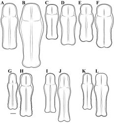 Figure 48. Liturgusa, dorsal perspective of the pronotum (scale bar = 1 mm). Liturgusa stiewei sp. n.: A male B female. Liturgusa trinidadensis sp. n.: C male D female. Liturgusa zoae sp. n.: E male F female. Liturgusa cursor Rehn, 1950: G male H female. Liturgusa dominica sp. n.: I male J female. Liturgusa milleri sp. n.: K male L female.