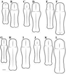 Figure 49. Liturgusa, dorsal perspective of the pronotum (scale bar = 1 mm). Liturgusa actuosa Rehn, 1950: A male B female. Liturgusa algorei sp. n.: C male D female. Liturgusa cameroni sp. n.: E male F female. Liturgusa krattorum sp. n.: G male H female. Liturgusa maroni sp. n.: I female. Liturgusa purus sp. n.: J male. Liturgusa nubeculosa Gerstaecker, 1889: K male L female.