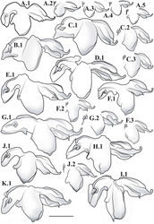 Figure 52. Liturgusa, male genital complex from the ventral perspective (scale bar = 1 mm, but all secondary illustrations 60% of scale (e.g. A.2 and A.3). Liturgusa trinidadensis sp. n.: A.1 Paratype from Trinidad (ANSP 002) A.2 Paratype from Trinidad (ANSP 036) A.3 Paratype from Trinidad (ANSP 085) A.4 Paratype from Trinidad (ANSP 037) A.5 Paratype from Trinidad (USNM 019). Liturgusa zoae sp. n.: B.1 Holotype from Guatemala (USNM 062). Liturgusa cursor Rehn, 1935: C.1 Panama (ANSP 060) C.2 Panama (ANSP 062) C.3 Panama (ANSP 063). Liturgusa dominica sp. n.: D.1 Paratype from Dominica (USNM 042). Liturgusa milleri sp. n.: E.1 Paratype from French Guiana (MNHN 035). Liturgusa actuosa Rehn, 1950: F.1 Panama (ANSP 044) F.2 Panama (USNM 012) F.3 Panama (CAS 006). Liturgusa algorei sp. n.: G.1 Paratype from Ecuador (MNHN 037) G.2 Holotype from Peru (MNHN 095). Liturgusa cameroni sp. n.: H.1 Paratype from Venezuela (AMNH 017). Liturgusa krattorum sp. n.: I.1 Paratype from Peru (MNHN 024). Liturgusa nubeculosa Gerstaecker, 1889: J.1 Colombia (USNM 009) J.2 Ecuador (USNM 068). Liturgusa purus sp. n.: K.1 Holotype from Brazil (ANSP 101).