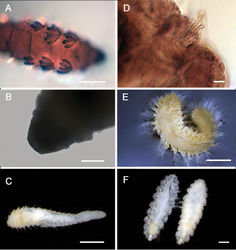 Figure 5. AmphinomidaeALinopherus sp. 1, bipinnate branchiae BLinopherus sp. 1, antennae and palps CParamphinome cf. australisDParamphinome cf. australis, hooks EPareurythoe sp. (AM W.52611) FAmphinomidae gen. sp. juveniles (AM W.52607). Scale bars: 250 µm (A); 100 µm (B); 1 mm (C, F); 50 µm (D); 3 mm (E).