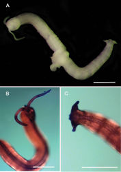 Figure 24. ProtodrilidaeAProtodrilus cf. puniceusB same, ventral side C same, pygidium. Scale bars: 250 µm.